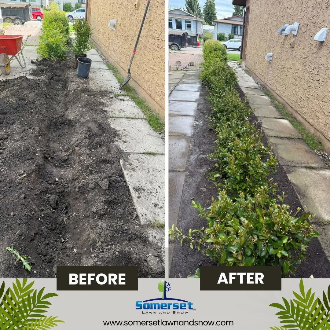 Lawn maintenance